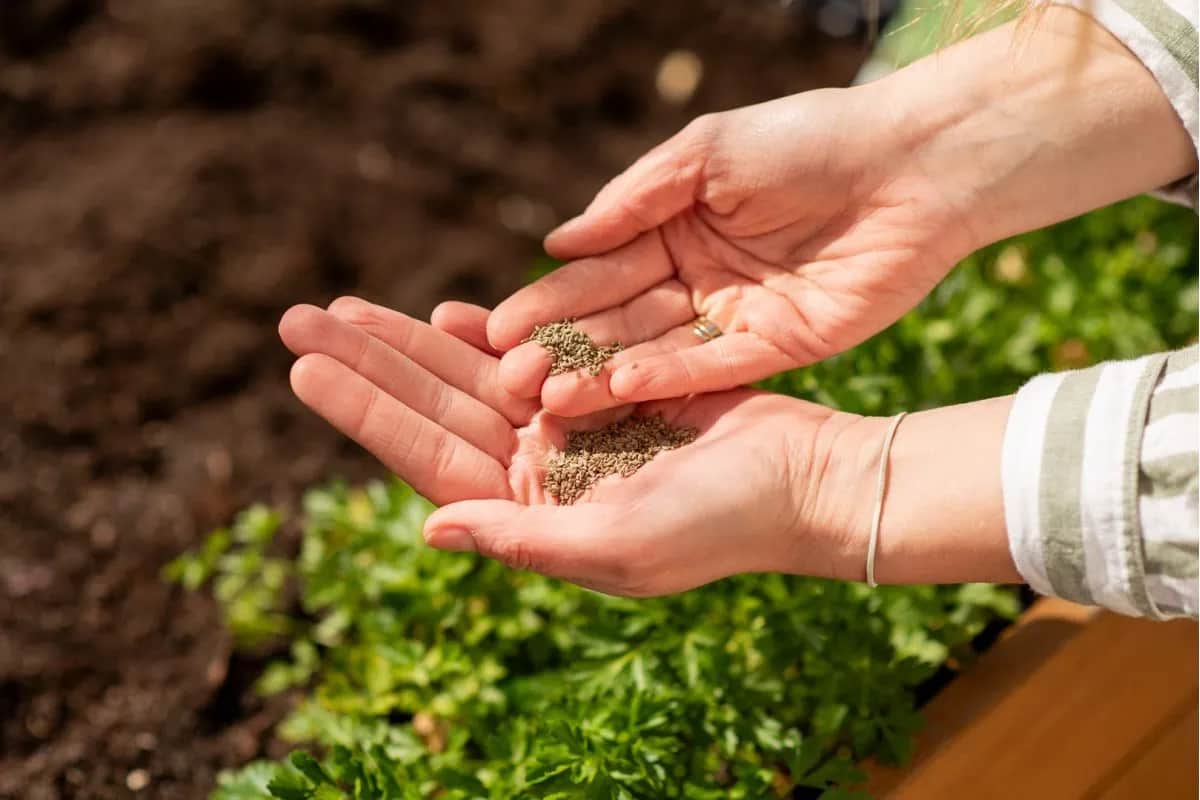 Co sadzić w kwietniu do gruntu? 15 roślin idealnych na wiosnę