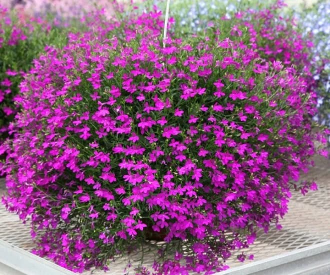 Lobelia zwisająca: tajniki uprawy kwitnących roślin balkonowych