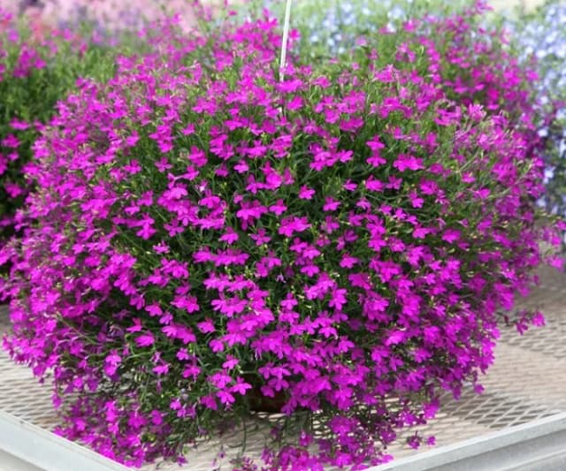 Lobelia zwisająca: tajniki uprawy kwitnących roślin balkonowych