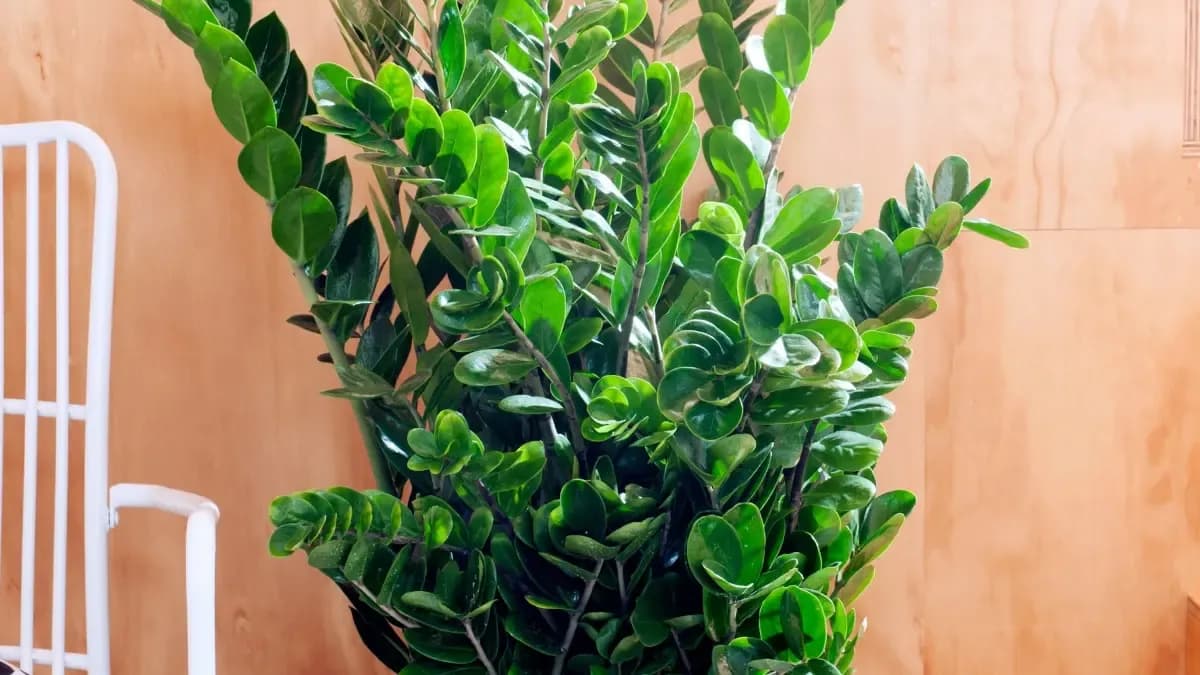 Zamiokulkas: Tajniki Pielęgnacji Wytrzymałej Rośliny Doniczkowej