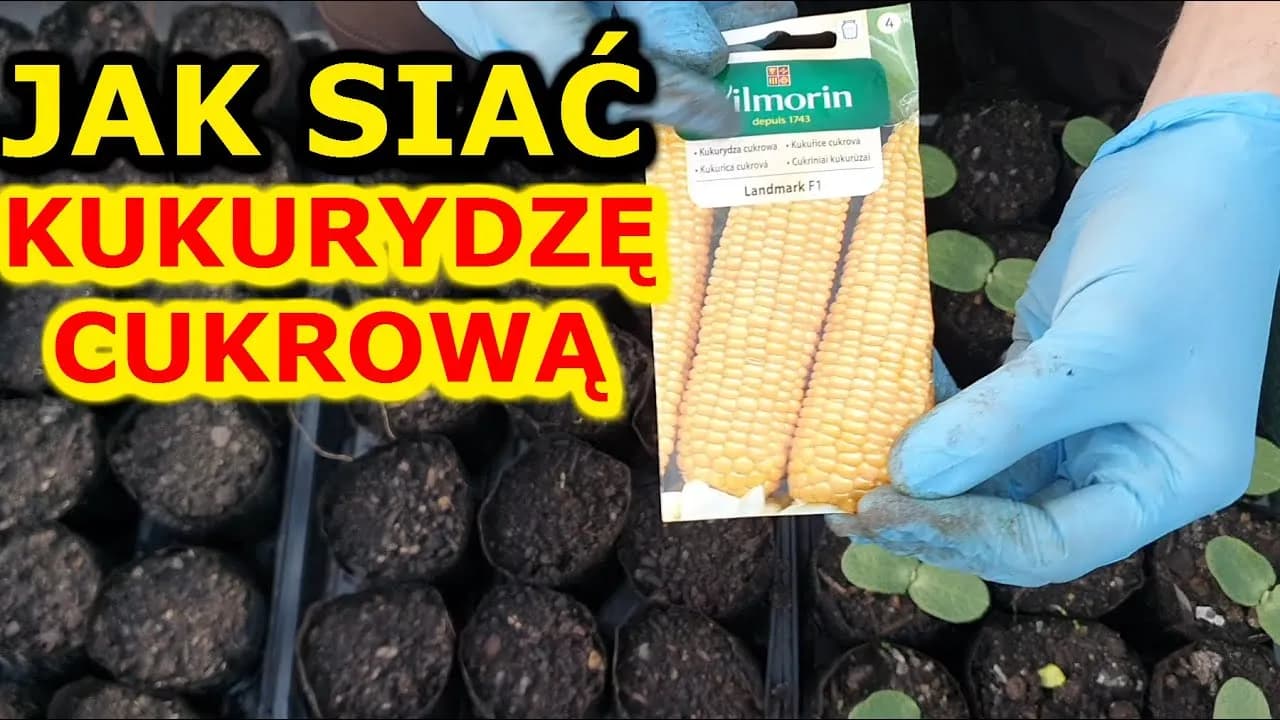 Kiedy siać kukurydzę do gruntu? Najlepszy termin i warunki
