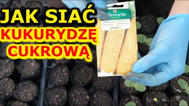 Kiedy siać kukurydzę do gruntu? Najlepszy termin i warunki