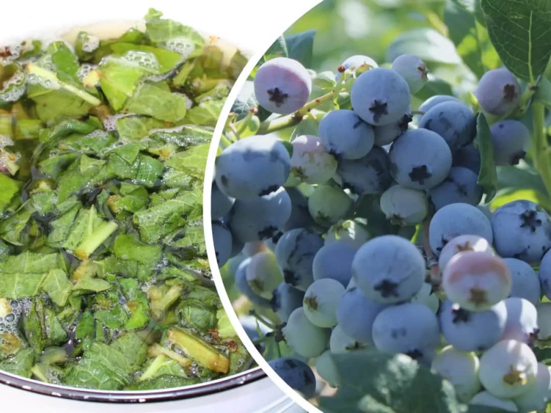 Jak zrobić domowy nawóz do borówek - 5 skutecznych przepisów