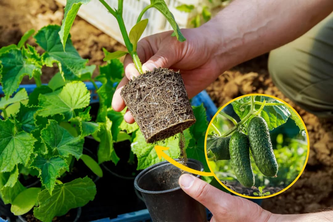 Kiedy siać ogórki w gruncie? Terminy i wskazówki dla ogrodników