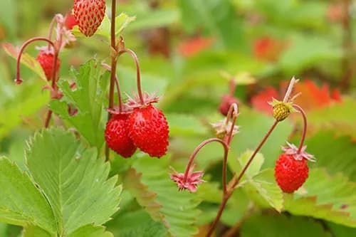 Kiedy sadzić poziomki do gruntu? Najlepszy termin i porady