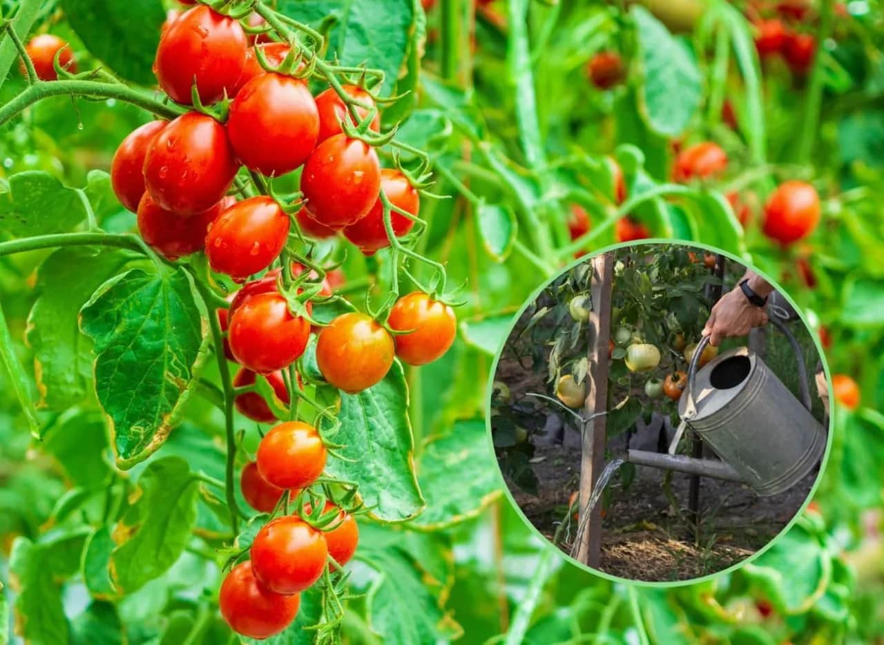 Domowe sposoby nawożenia pomidorów: skuteczne i naturalne