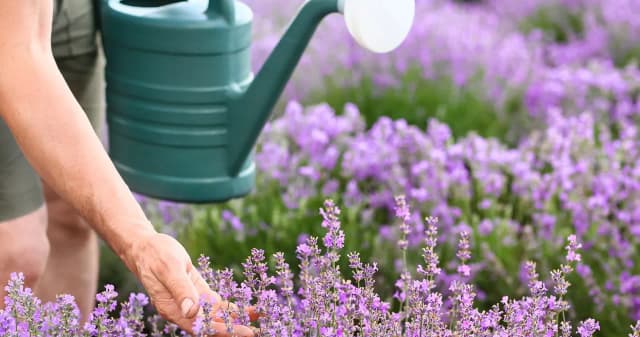 Jak prawidłowo podlewać lawendę - wskazówki dla ogrodników