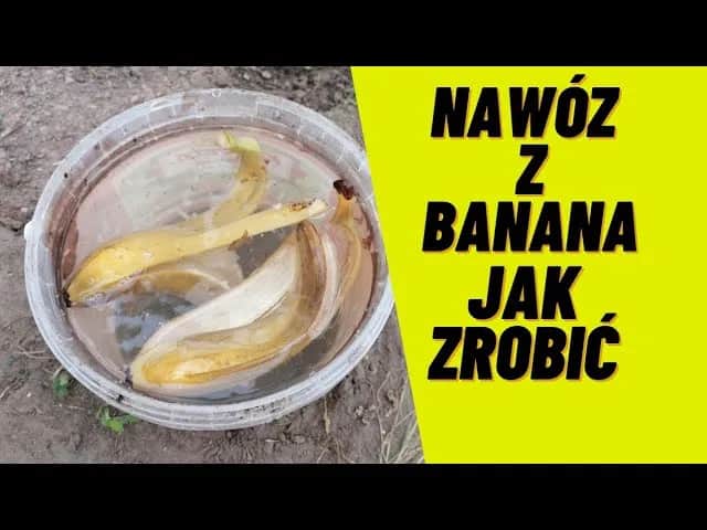 Nawóz ze skórki od banana - jak zrobić i stosować skutecznie