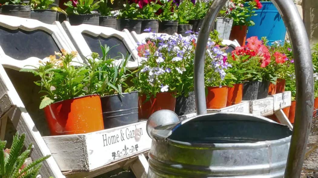 Skuteczne domowe nawozy do kwiatów doniczkowych - 5 tanich przepisów