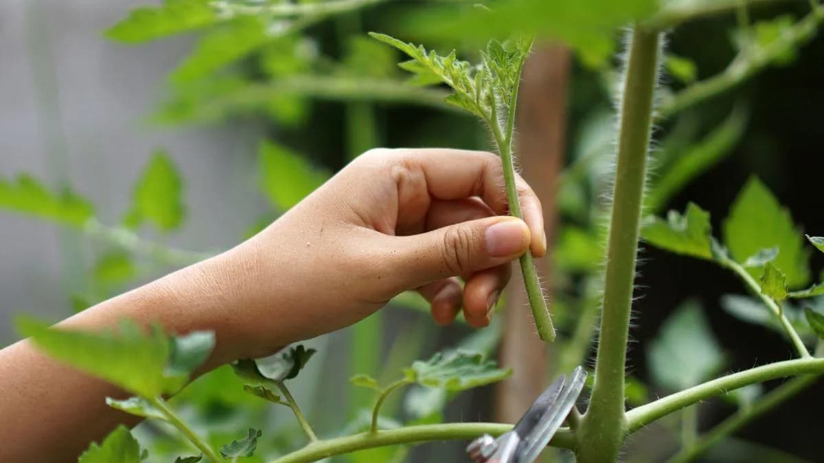 Czy obcinać liście pomidorom? Poznaj skuteczne techniki pielęgnacji