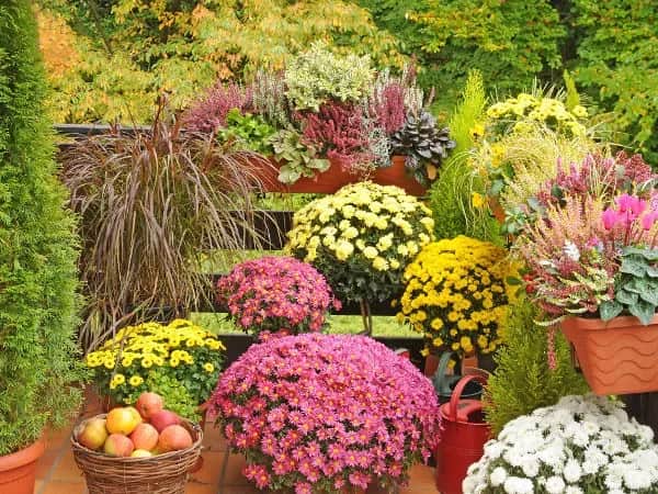 Kwiaty balkonowe wrzesień: Jak stworzyć kolorową jesień na balkonie