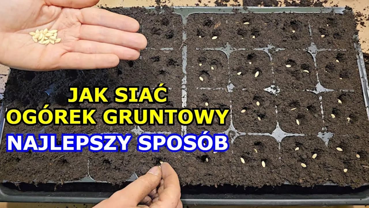 Jak siać ogórki do gruntu: 5 kroków do bujnego plonu w ogrodzie