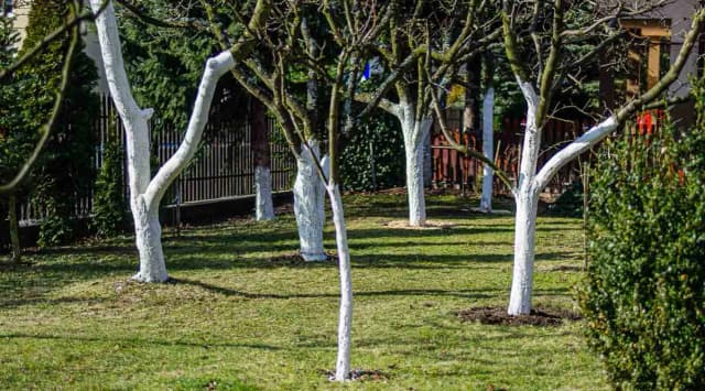 Czym bielić drzewa: 5 skutecznych metod ochrony przed mrozem