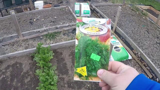 Kiedy siać koper do gruntu? Najlepszy czas i wskazówki uprawy