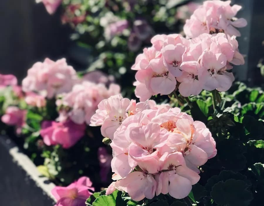 Najlepsze kwiaty na balkon południowy: wybór i pielęgnacja roślin