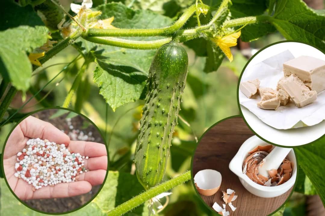 Najlepsze nawozy pod ogórki gruntowe - jak i czym nawozić