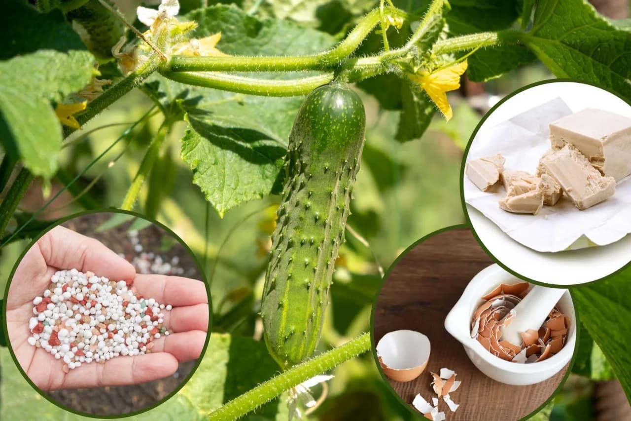Najlepsze nawozy pod ogórki gruntowe - jak i czym nawozić