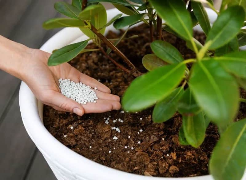 Jak zrobić skuteczny domowy nawóz do rododendronów: 5 przepisów