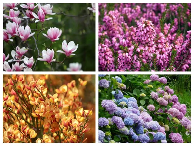 Kwiaty kwasolubne do ogrodu: 10 najpiękniejszych gatunków