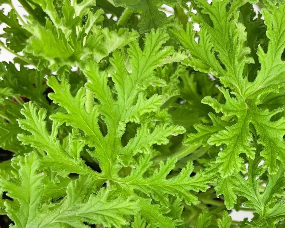 Kwiaty przeciwko komarom: naturalna ochrona Twojego ogrodu