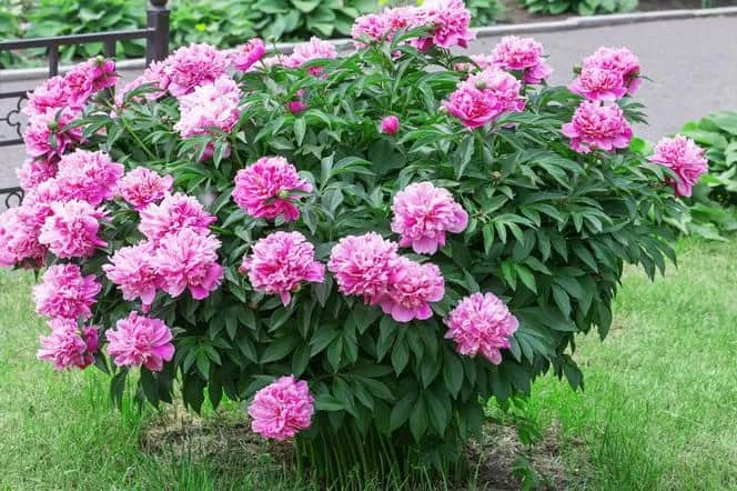 Jak zrobić skuteczny domowy nawóz do piwonii? 5 prostych przepisów