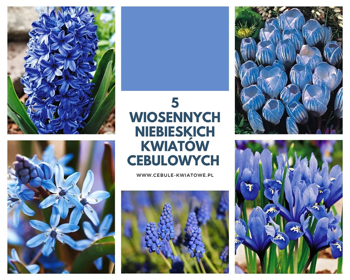 Jak sadzić i pielęgnować wiosenne kwiaty cebulowe: 5 prostych kroków