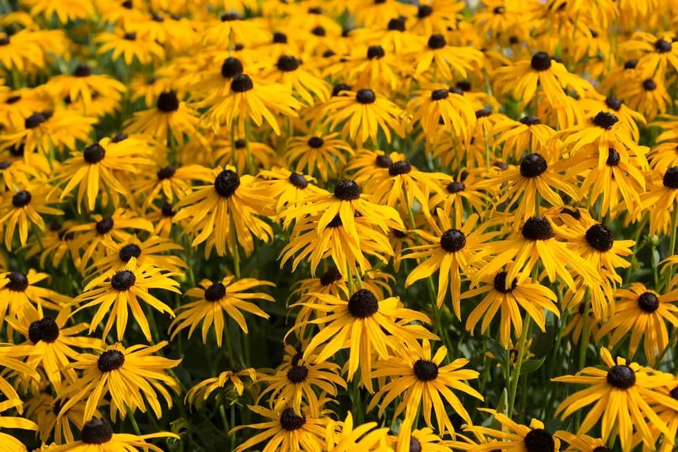 Kwiaty zimujące w gruncie: 7 gatunków i porady pielęgnacyjne