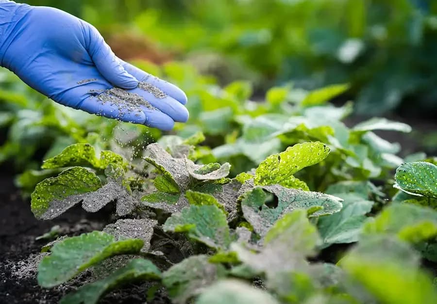 Skuteczne metody zlikwidowania mrówek w domu i ogrodzie