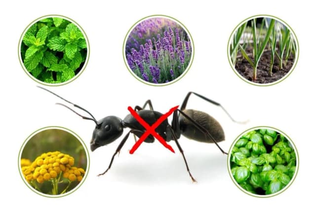 Rośliny odstraszające mrówki w ogrodzie: naturalna ochrona kwiatów