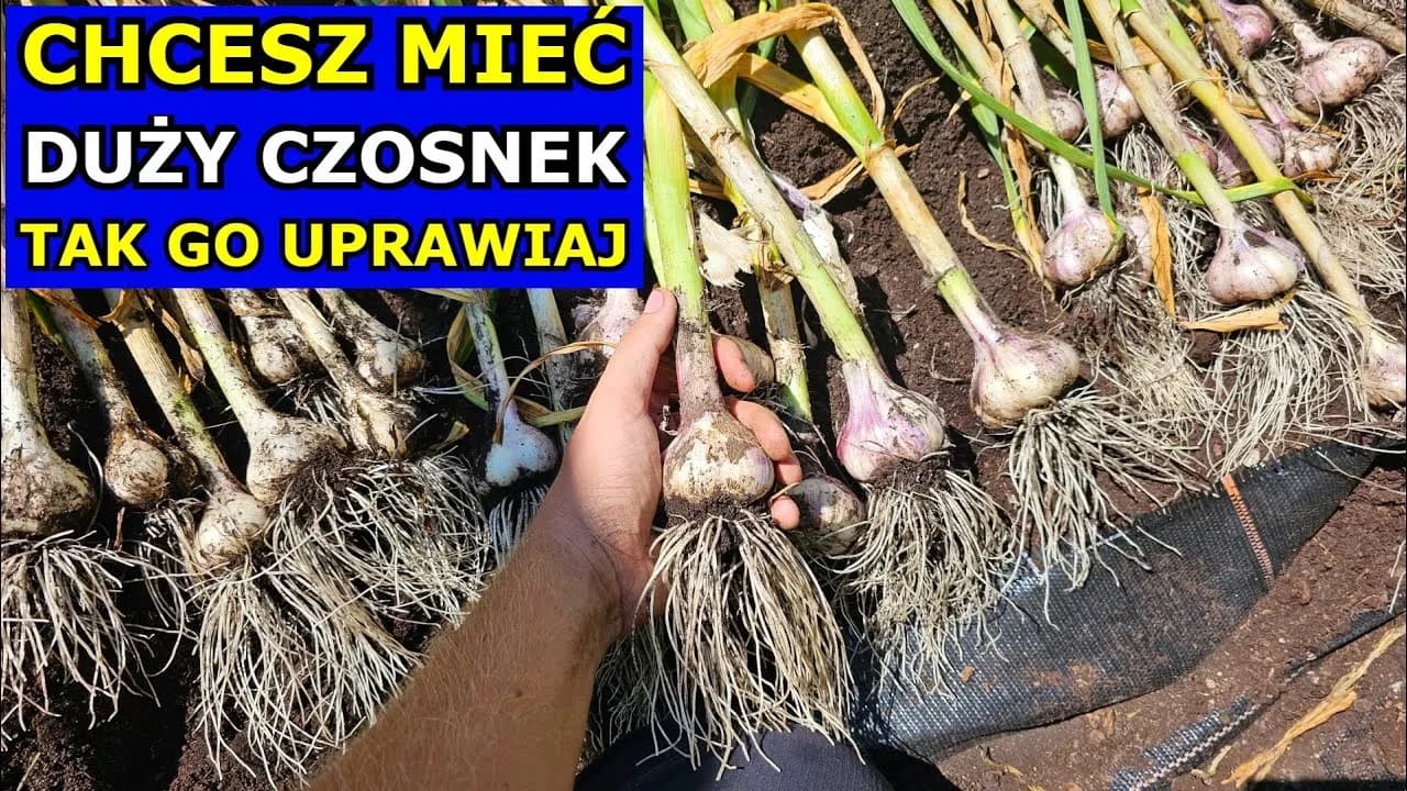 Jak prawidłowo podlewać czosnek: sekrety udanej uprawy