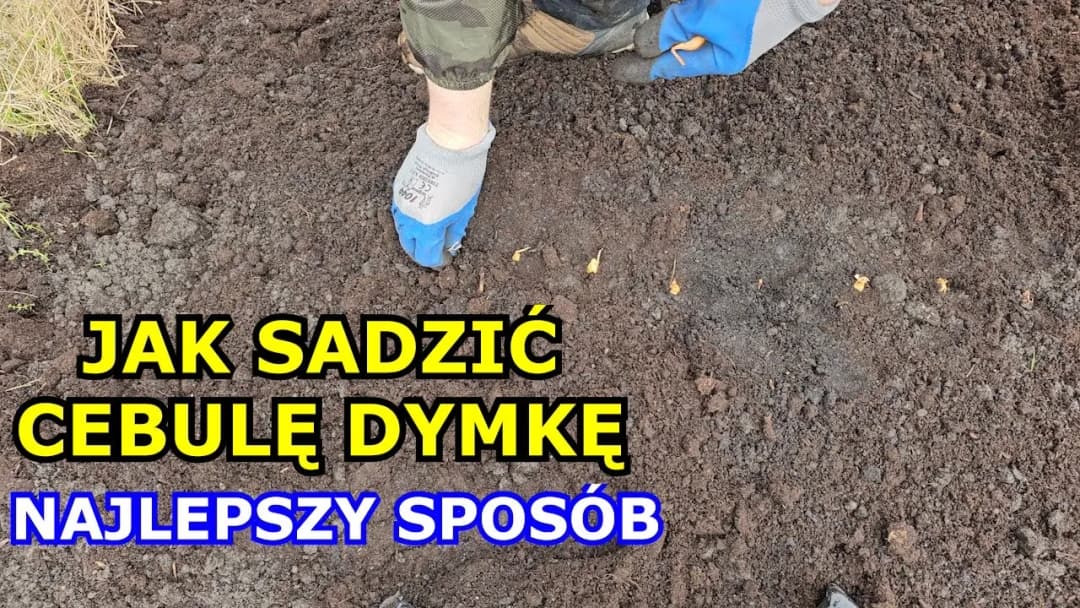 Jak sadzić cebulę dymkę do gruntu: 5 prostych kroków dla sukcesu