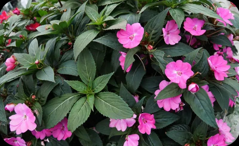 Kwiaty balkonowe do cienia: 10 najlepszych roślin i porad uprawy