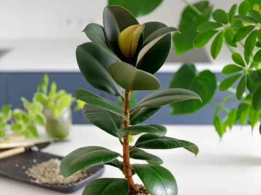 Jak pielęgnować kwiaty doniczkowe z dużymi liśćmi? 5 popularnych