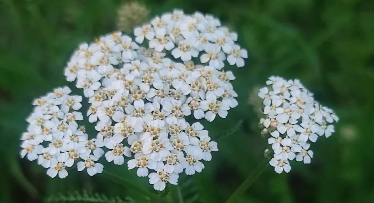 Rośliny i kwiaty: fascynujący świat natury wokół nas