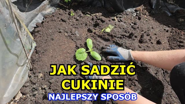 Jak sadzić cukinie do gruntu: 5 prostych kroków dla obfitych plonów