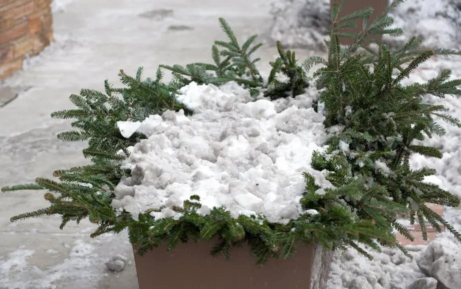 Czy azalia zimuje w gruncie? Jak chronić ją przed mrozem