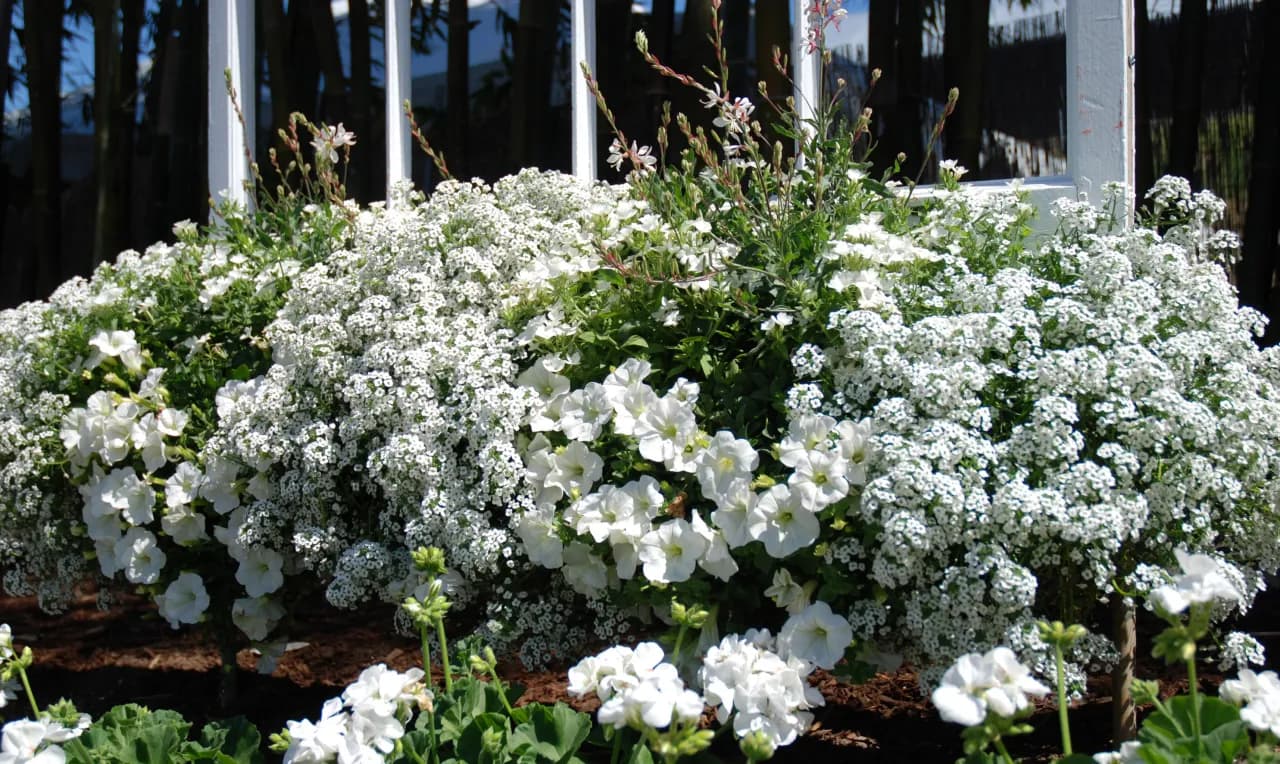 Kwiaty podobne do surfinii: 5 efektownych alternatyw na balkon