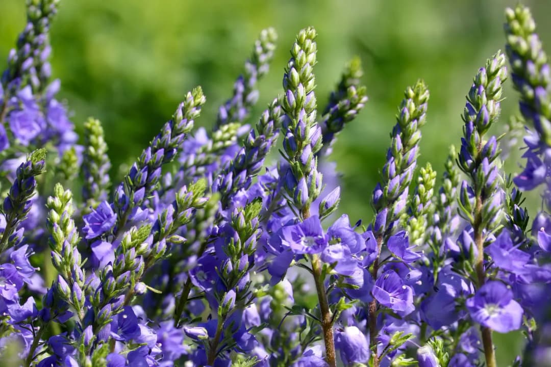 Jakie kwiaty sadzimy do gruntu w marcu? Lista i porady ogrodnika