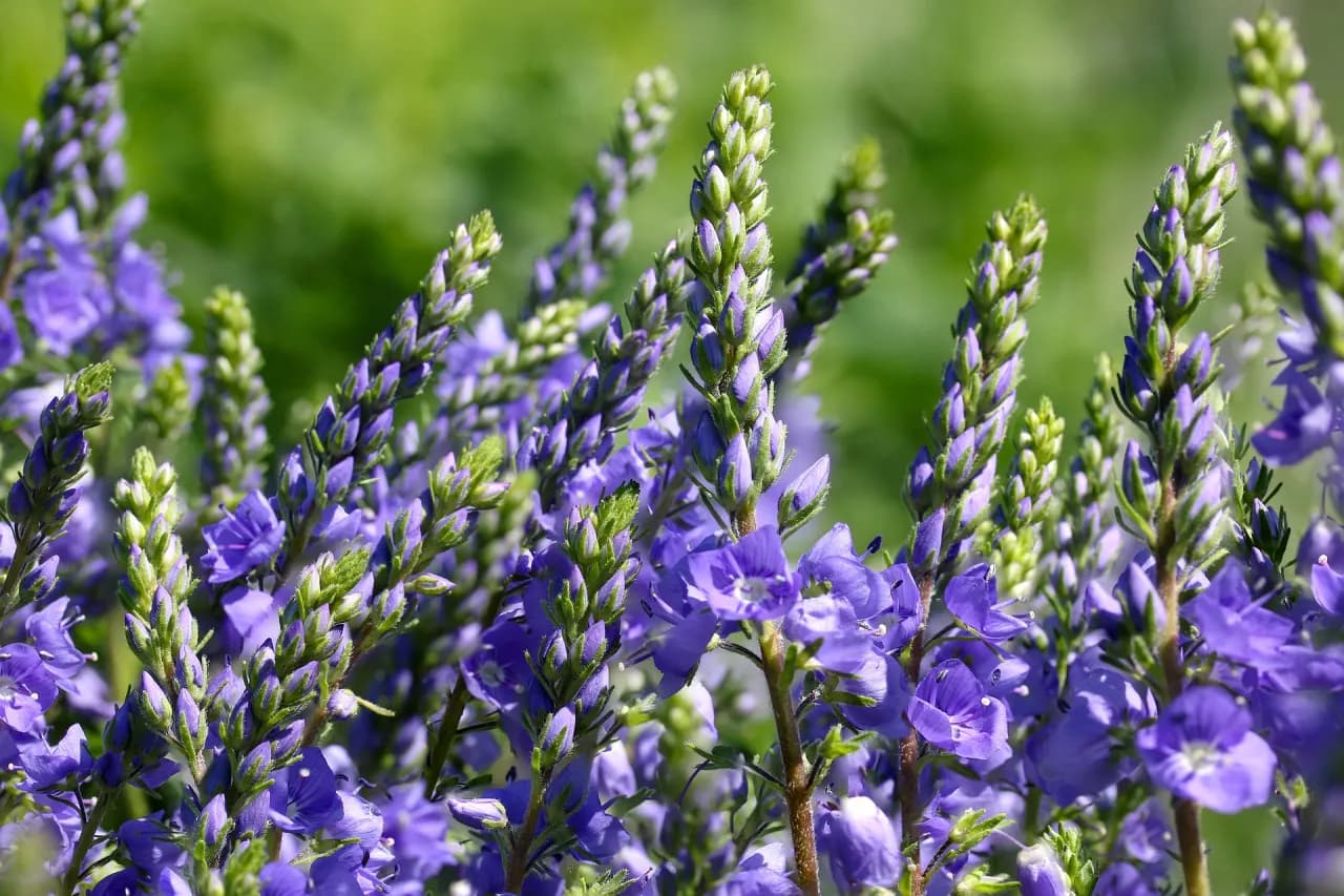 Jakie kwiaty sadzimy do gruntu w marcu? Lista i porady ogrodnika
