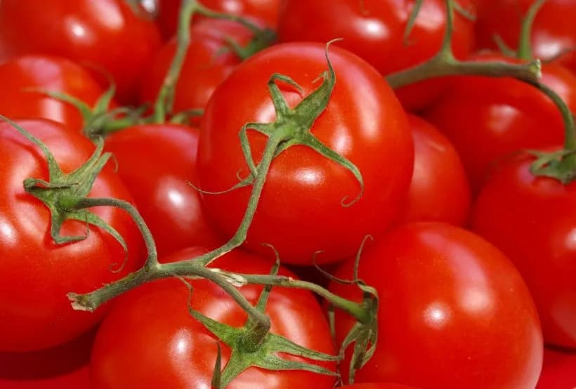 Najlepsze odmiany pomidorów do gruntu - porównanie i wybór