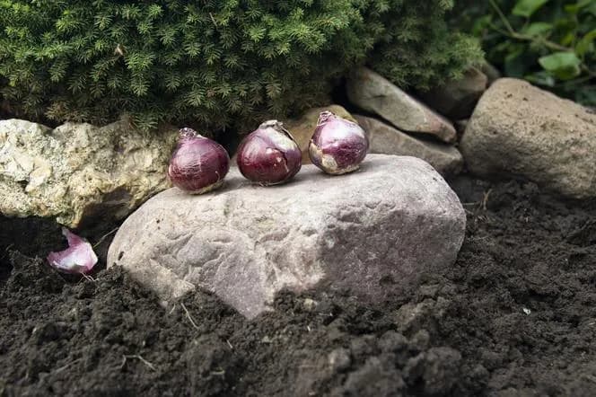 Kiedy sadzić cebule hiacyntów do gruntu? Najlepszy termin i porady