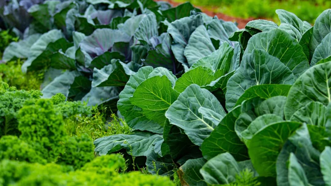 Kiedy sadzić kapustę wczesną do gruntu? Terminy i wskazówki