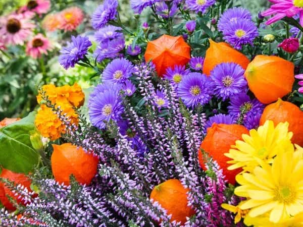 Poznaj najpopularniejsze jesienne kwiaty i ich nazwy - przegląd