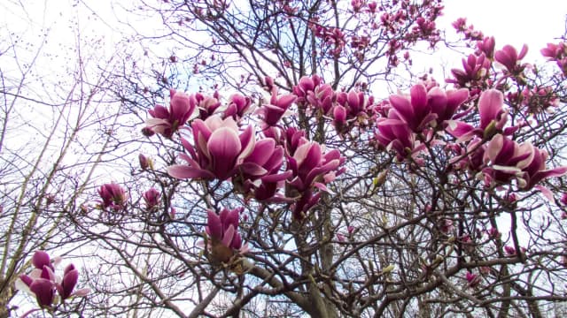 Kiedy sadzić magnolie do gruntu? Najlepszy czas i porady