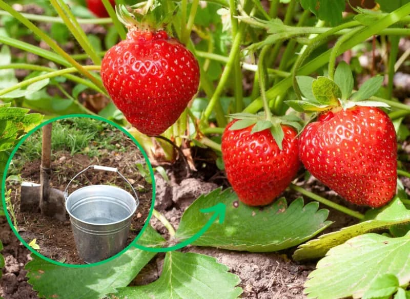 Jak sadzić truskawki do gruntu: 7 kroków do obfitych plonów