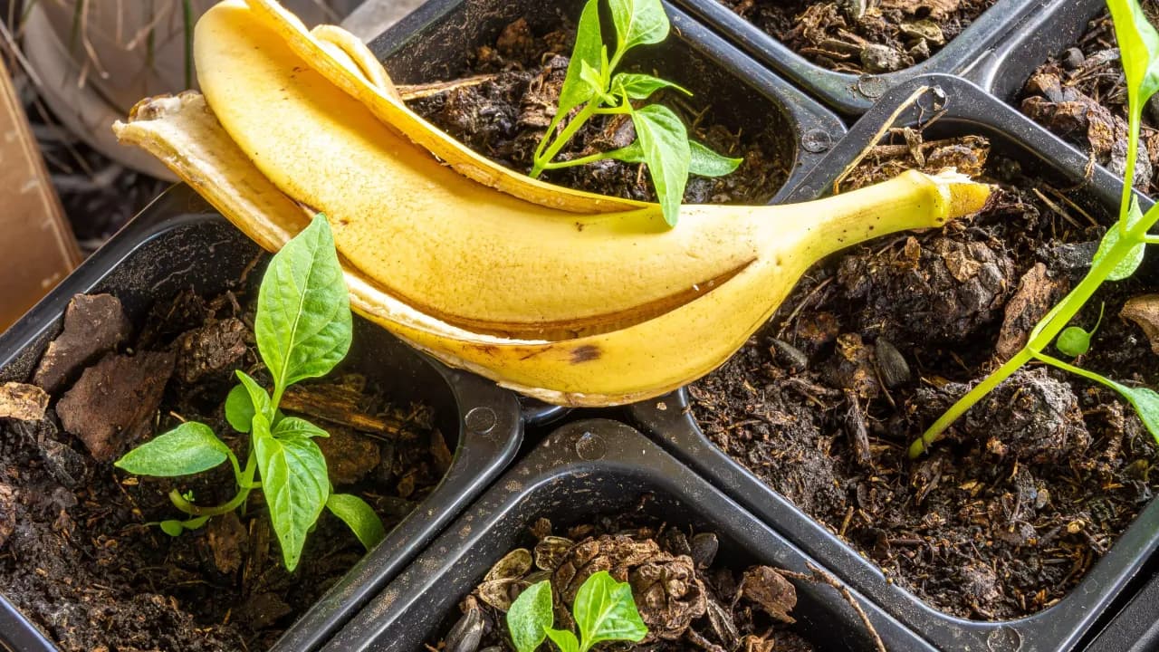 Suszone skórki banana jako nawóz: Jak przygotować i stosować