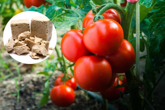 Domowy nawóz do pomidorów: 5 skutecznych przepisów dla ogrodników