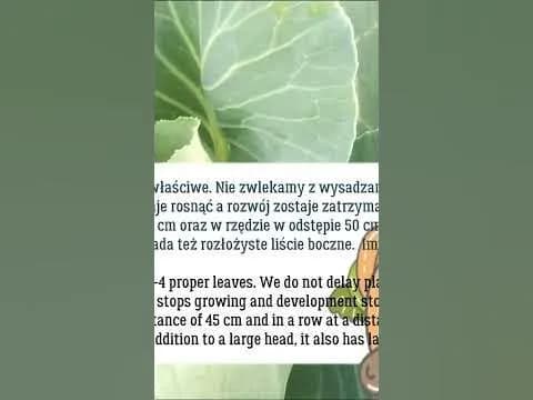 Kiedy kapusta do gruntu? Najlepszy termin sadzenia i pielęgnacji